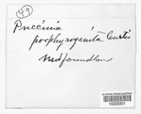 Puccinia porphyrogenita image